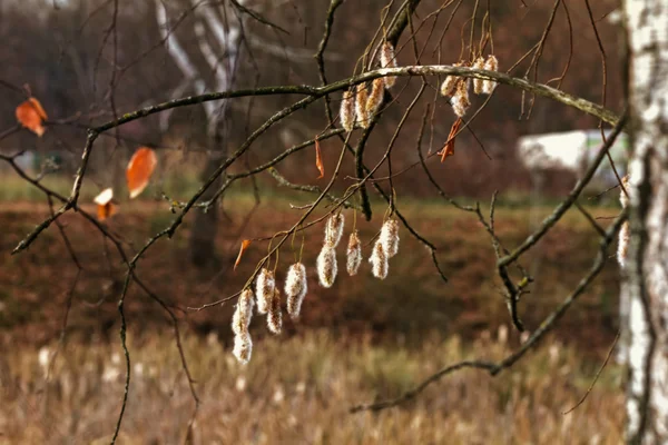 秋のツリーのふわふわ白い尾状花序 — ストック写真