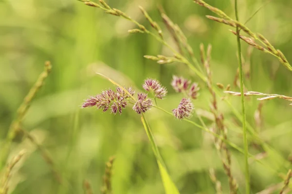 Sommergras auf dem Feld — Stockfoto