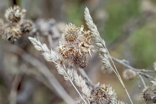 Trockene Distel in Herbstfarben — Stockfoto