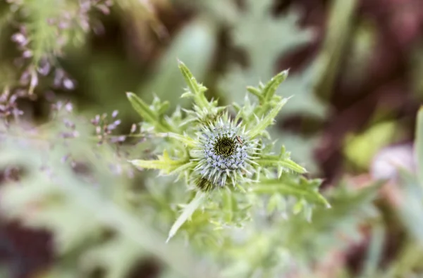 Knospe der Distel — Stockfoto