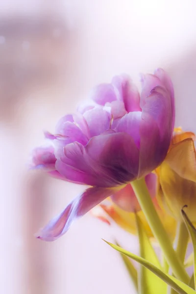Tulpe in Unschärfe — Stockfoto