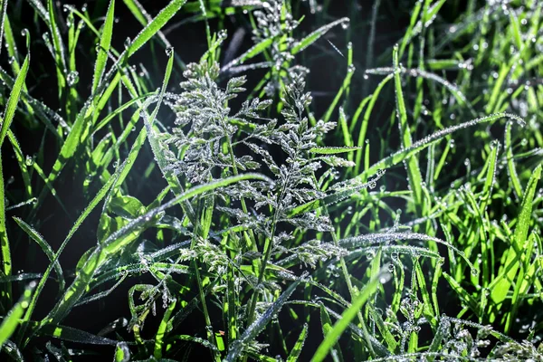 Summer grass in dew — Stock Photo, Image