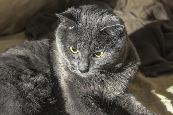 Centrerad grå katt — Stockfoto