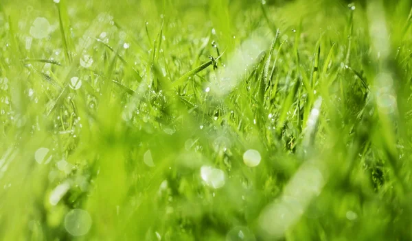 Grünes Gras im Tau in der Morgensonne — Stockfoto