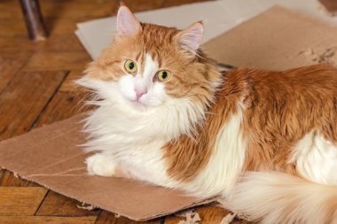 Güzel büyük kırmızı ev kedi karton üzerine