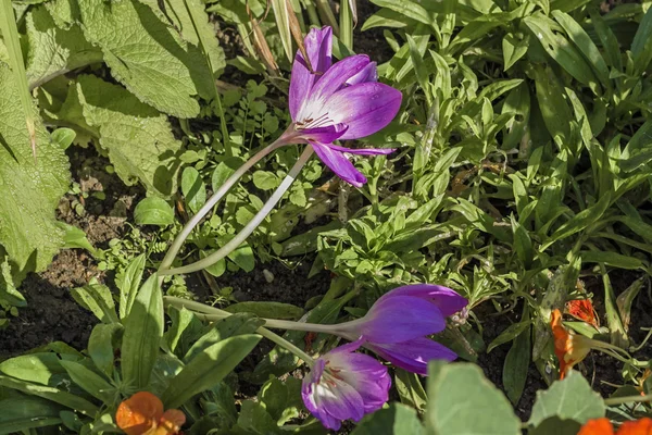 Цветок колхикума осенний — стоковое фото