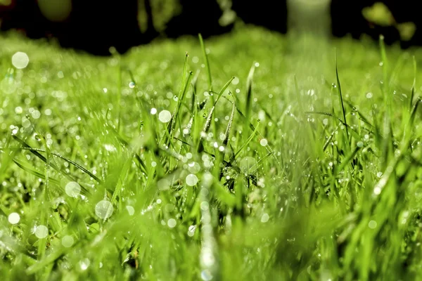 Morning grass in drops of dew — Stock Photo, Image