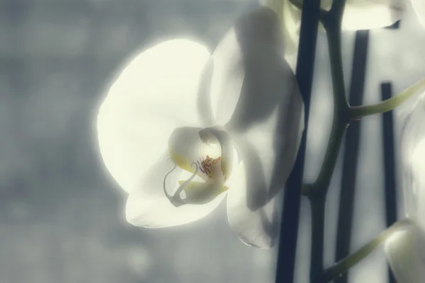 Orquídea branca na névoa — Fotografia de Stock