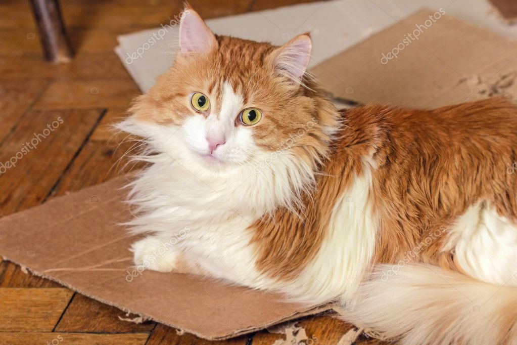 beautiful domestic cats