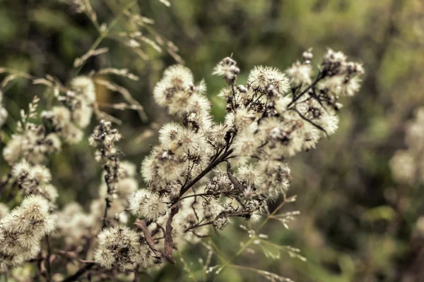 Plant met witte pluizige bloemen — Stockfoto