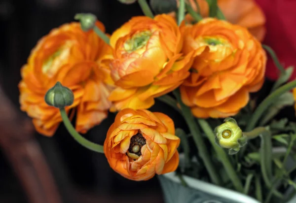 Flores de ranúnculos — Fotografia de Stock