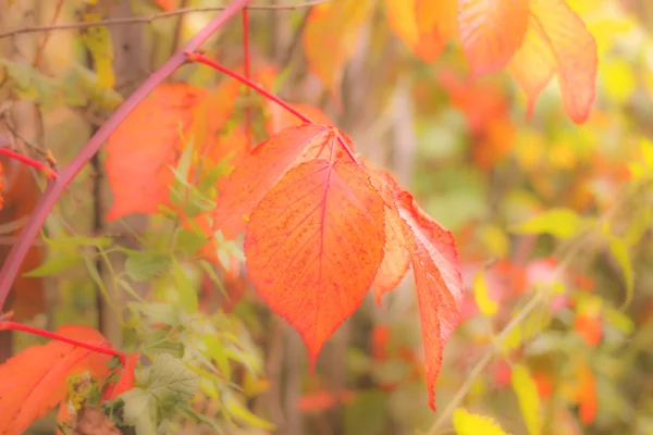 Sonho de folhas de outono — Fotografia de Stock