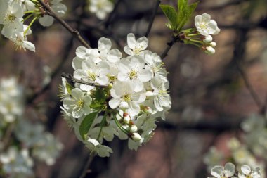 Orkide güzellik için
