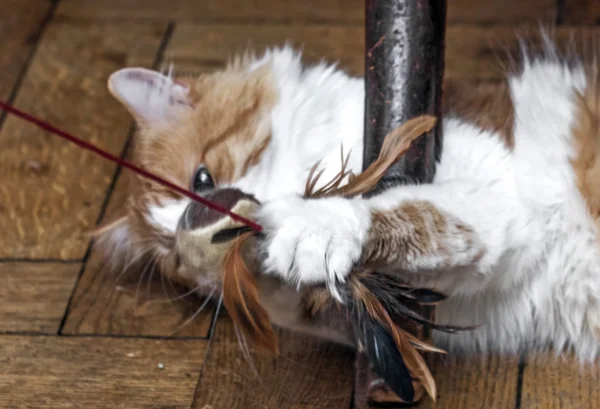 Kedi çalış güzel — Stok fotoğraf
