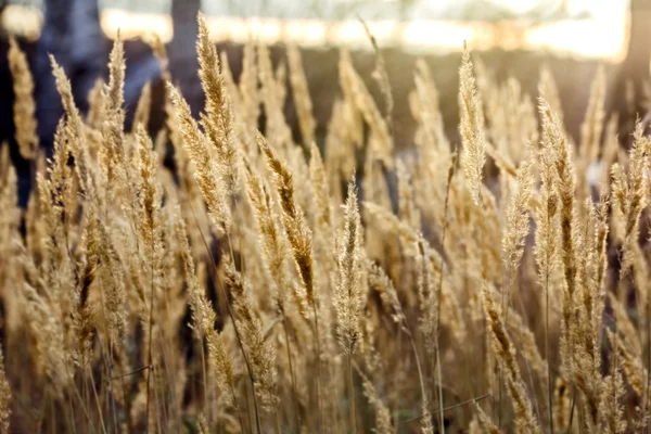 Trockenes Herbstgras — Stockfoto