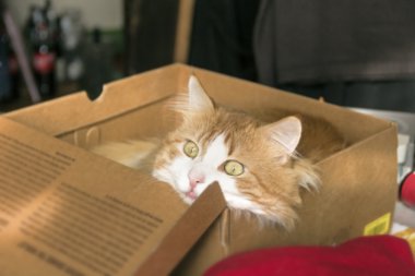 Karton kutu içinde iri sarı gözlü güzel zencefil kedi