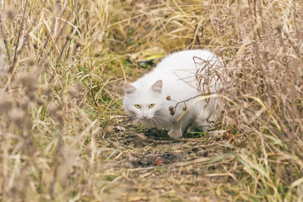 가 잔디에 하얀 고양이 — 스톡 사진