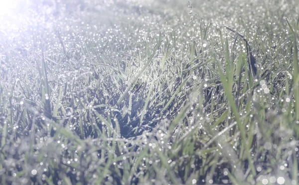 Grass in druppels ochtenddauw — Stockfoto