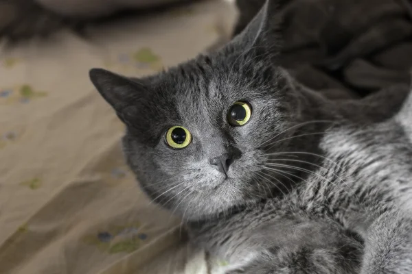 Ohromeně šedá kočka — Stock fotografie
