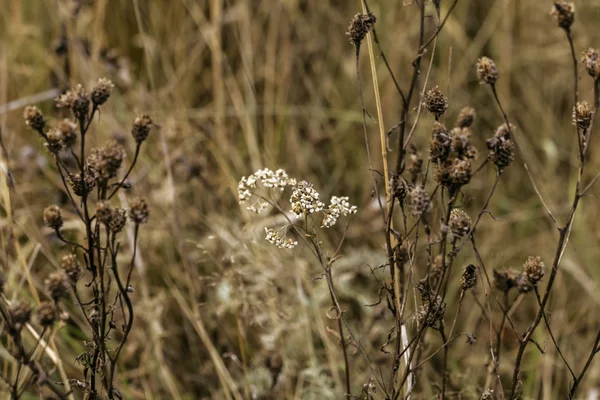 Outono grama murcha no campo — Fotografia de Stock