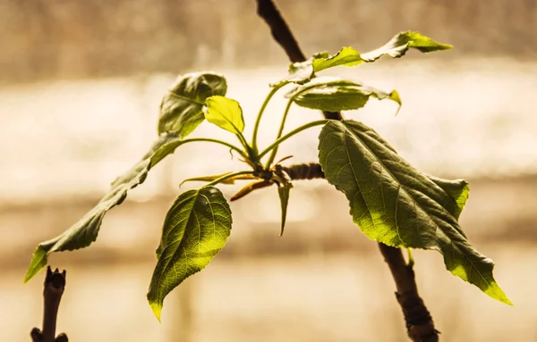 Bahar dalları tomurcuklanma yaprakları ile — Stok fotoğraf