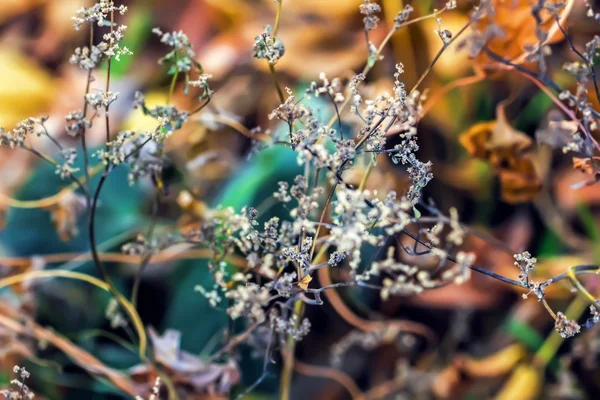 Осенние цвета травы — стоковое фото