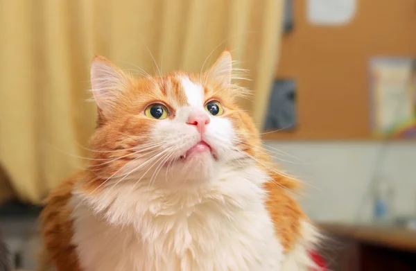 Красива Велика Червона Кішка Мрійливим Виглядом — стокове фото