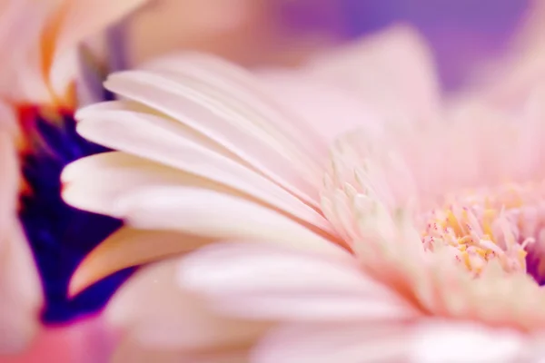 Kronblad vackra stora rosa gerbera — Stockfoto