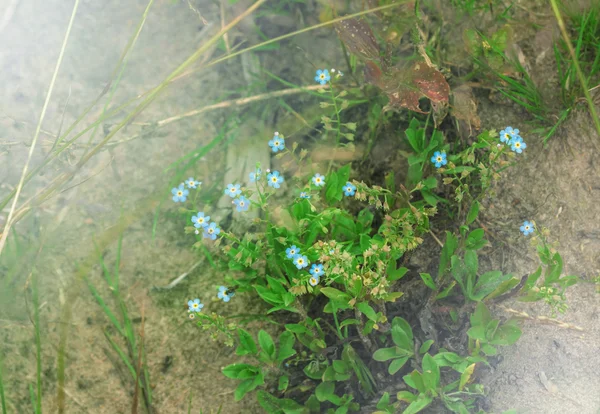 Oubliez-moi-nots jour d'été — Photo