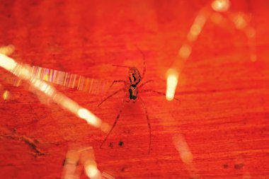 Örümcek kırmızı zemin üzerine