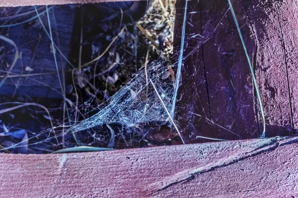 Spinnenwebben op zonnige dag — Stockfoto