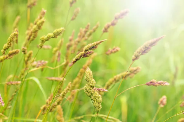 Field grass summer day — Stock Photo, Image