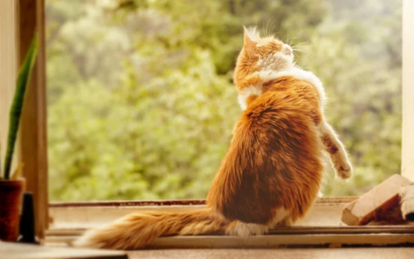 Cazador de gatos rojo en ventana —  Fotos de Stock