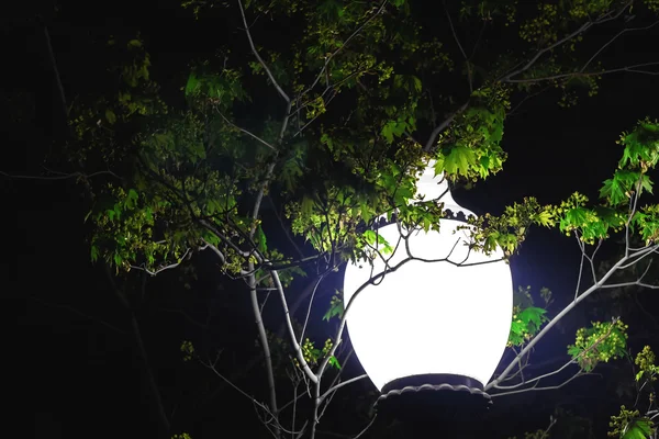 Lanterna noite no parque — Fotografia de Stock