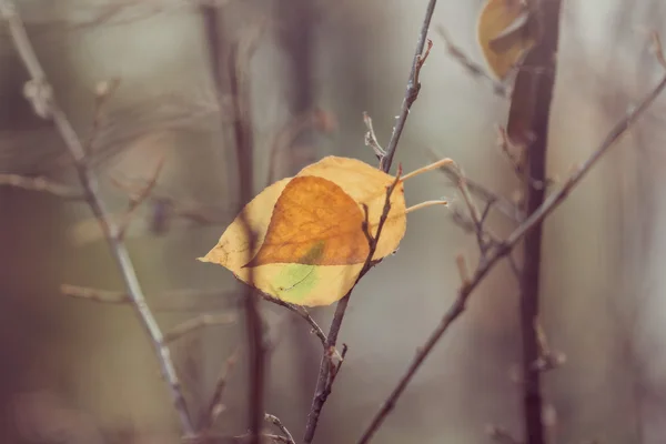 Egységes sárga őszi levelek — Stock Fotó