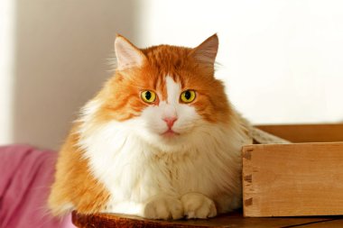Kırmızı kedi çerçeve içine seyir