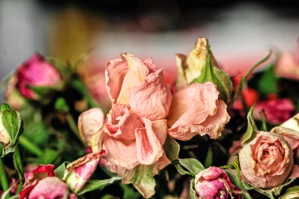 Trockene rosa Rosen — Stockfoto