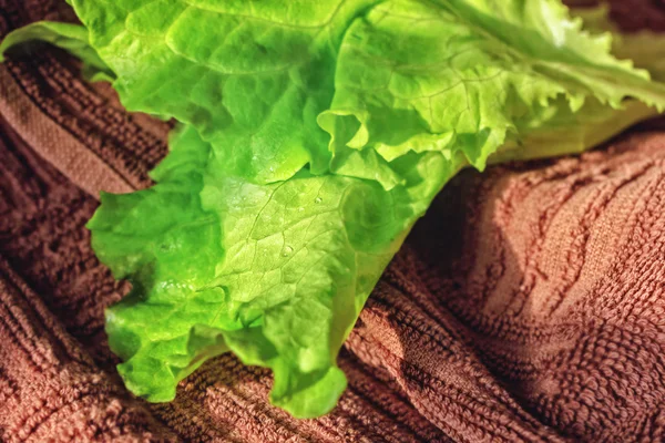 Grüner Blattsalat — Stockfoto