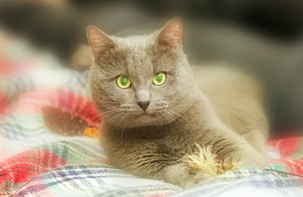 Gatto grigio con giocattolo — Foto Stock