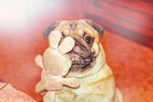 Собака мопс з іграшкою — стокове фото