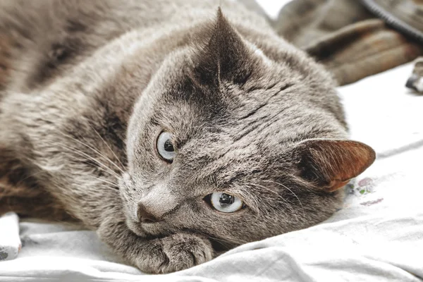 Grey cat with blue eyes — Stock Photo, Image