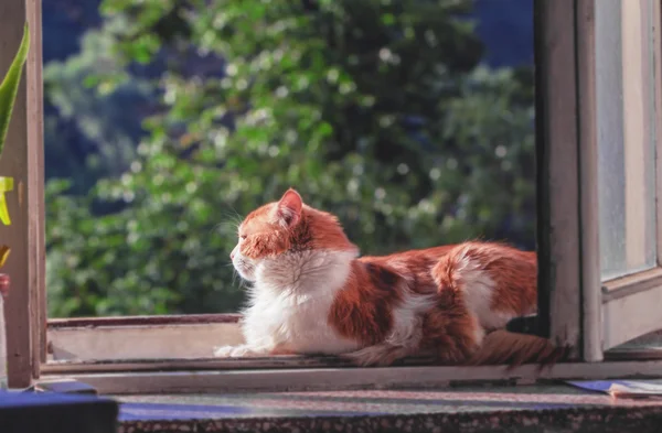 Czerwony kot na okna — Zdjęcie stockowe