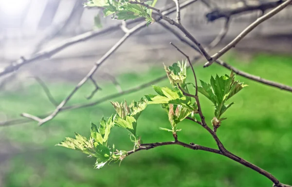 Jeunes feuilles sur branche — Photo