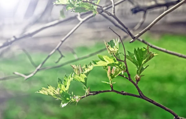 Genç dalda yaprak — Stok fotoğraf