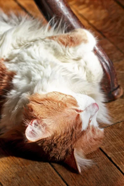 Rote Katze sonnt sich in der Sonne — Stockfoto