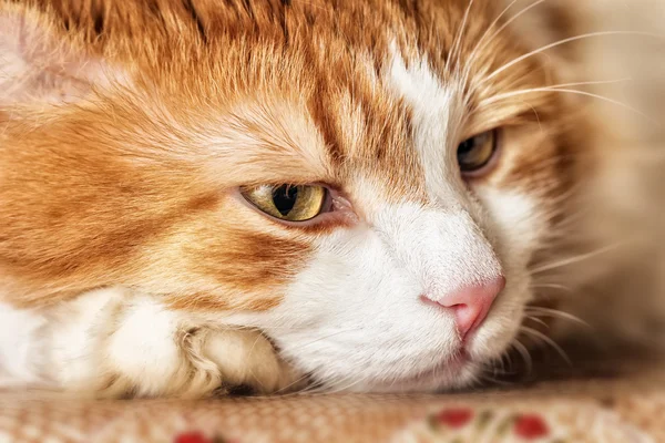 Retrato de gato vermelho — Fotografia de Stock