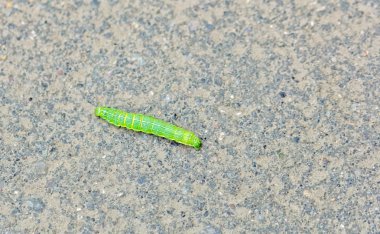 Caterpillar kaldırımda