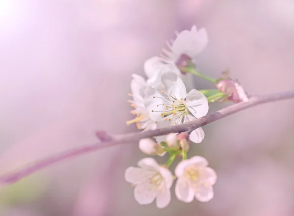 Blommande gren av apple — Stockfoto