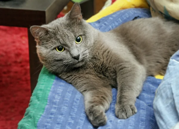 Chat gris étendu au lit — Photo