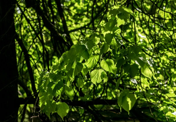 Jarní větve lípy — Stock fotografie